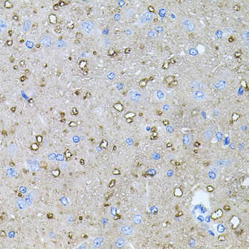 NTF4 / Neurotrophin 4 Antibody - Immunohistochemistry of paraffin-embedded rat brain using NTF4 antibodyat dilution of 1:100 (40x lens).