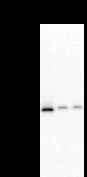 NTHL1 Antibody - Detection of NTHL1 by Western blot. Samples: Whole cell lysate from human HEK293 (H, 25 ug) , mouse NIH3T3 (M, 25 ug) and rat F2408 (R, 25 ug) cells. Predicted molecular weight: 34 kDa