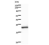 NTHL1 Antibody - Western blot analysis of immunized recombinant protein, using anti-NTHL1 monoclonal antibody.