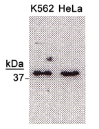 NTHL1 Antibody - NTH1 Antibody - Western blot detection of NTH1 (37 kDa) from Hela & K562 cell extracts (1:500).  This image was taken for the unconjugated form of this product. Other forms have not been tested.