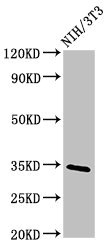 NTHL1 Antibody - Positive Western Blot detected in NIH/3T3 whole cell lysate. All lanes: NTHL1 antibody at 4 µg/ml Secondary Goat polyclonal to rabbit IgG at 1/50000 dilution. Predicted band size: 35, 34, 33 KDa. Observed band size: 35 KDa