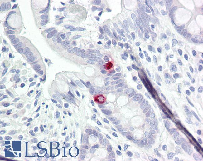 NTM / Neurotrimin Antibody - Anti-NTM / Neurotrimin antibody IHC of human small intestine. Immunohistochemistry of formalin-fixed, paraffin-embedded tissue after heat-induced antigen retrieval. Antibody dilution 5-10 ug/ml. This image was taken for the unconjugated form of this product. Other forms have not been tested.