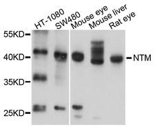 NTM / Neurotrimin Antibody - Western blot analysis of extracts of various cell lines.