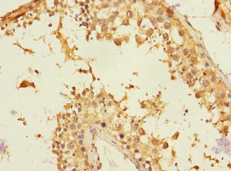 NTM / Neurotrimin Antibody - Immunohistochemistry of paraffin-embedded human testis tissue at dilution 1:100