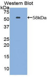 NTN1 / Netrin 1 Antibody - Western blot of recombinant NTN1 / Netrin 1.  This image was taken for the unconjugated form of this product. Other forms have not been tested.