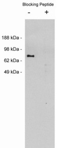 NTN1 / Netrin 1 Antibody - Western blot of Netrin 1, rabbit polyclonal at 0.05 ug/ml on MDCKII cell extract (10 ug/lane). Blots were developed with goat anti-rabbit Ig (1:75k) and Pierce Supersignal West Femto system.