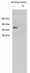NTN1 / Netrin 1 Antibody - Western blot of Netrin 1, rabbit polyclonal at 0.05 ug/ml on MDCKII cell extract (10 ug/lane). Blots were developed with goat anti-rabbit Ig (1:75k) and Pierce Supersignal West Femto system.