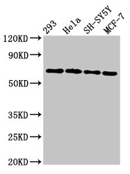 NTN1 / Netrin 1 Antibody - Positive Western Blot detected in 293 whole cell lysate, Hela whole cell lysate, SH-SY5Y whole cell lysate, MCF-7 whole cell lysate. All lanes: NTN1 antibody at 6.4 µg/ml Secondary Goat polyclonal to rabbit IgG at 1/50000 dilution. Predicted band size: 68 KDa. Observed band size: 68 KDa
