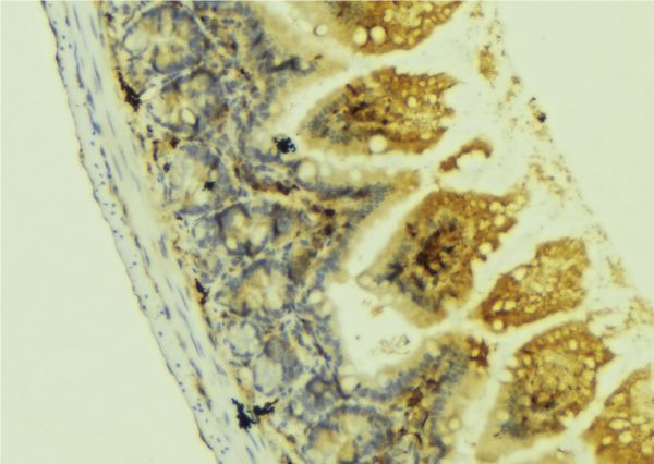 NTN1 / Netrin 1 Antibody - 1:100 staining mouse colon tissue by IHC-P. The sample was formaldehyde fixed and a heat mediated antigen retrieval step in citrate buffer was performed. The sample was then blocked and incubated with the antibody for 1.5 hours at 22°C. An HRP conjugated goat anti-rabbit antibody was used as the secondary.