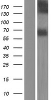 NTN3 / NTN2L Protein - Western validation with an anti-DDK antibody * L: Control HEK293 lysate R: Over-expression lysate