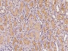 NTN4 / Netrin 4 Antibody - Immunochemical staining of human NTN4 in human kidney with rabbit polyclonal antibody at 1:100 dilution, formalin-fixed paraffin embedded sections.