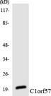 NTPCR / C1orf57 Antibody - Western blot analysis of the lysates from HUVECcells using C1orf57 antibody.