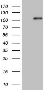 NTRK1 / TrkA Antibody - HEK293T cells were transfected with the pCMV6-ENTRY control (Left lane) or pCMV6-ENTRY NTRK1 (Right lane) cDNA for 48 hrs and lysed. Equivalent amounts of cell lysates (5 ug per lane) were separated by SDS-PAGE and immunoblotted with anti-NTRK1.