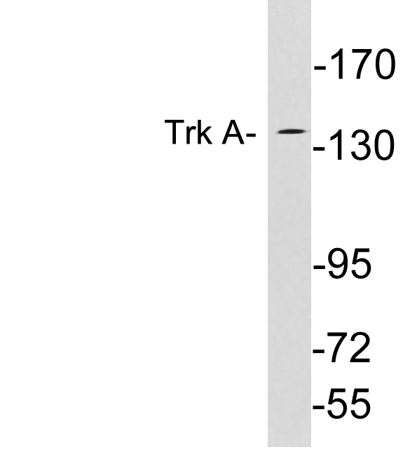 NTRK1 / TrkA Antibody - Western blot analysis of lysates from Jurkat cells, using Trk A antibody.