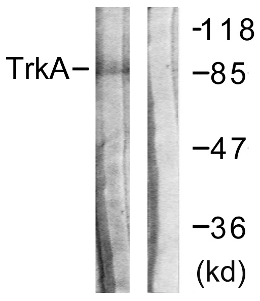 NTRK1 / TrkA Antibody - Western blot analysis of lysates from Jurkat cells, using Trk A Antibody. The lane on the right is blocked with the synthesized peptide.