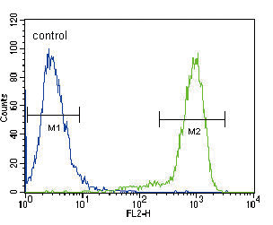 NTRK1 / TrkA Antibody - TRKA Antibody flow cytometry of HeLa cells (right histogram) compared to a negative control cell (left histogram). FITC-conjugated goat-anti-rabbit secondary antibodies were used for the analysis.