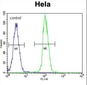 NTRK1 / TrkA Antibody - TrkA-pY791 Antibody flow cytometry of HeLa cells (right histogram) compared to a negative control cell (left histogram). FITC-conjugated goat-anti-rabbit secondary antibodies were used for the analysis.