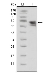 NTRK1 / TrkA Antibody - Western blot using TrkA mouse monoclonal antibody against extracellular domain of human TrkA(aa33-423).