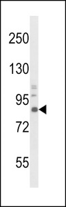 NTRK1 / TrkA Antibody - Western blot of TrkA Antibody in mouse brain tissue lysates (35 ug/lane). TrkA (arrow) was detected using the purified antibody.