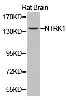 NTRK1 / TrkA Antibody - Western blot of extracts of rat brain cell lines, using NTRK1 antibody.