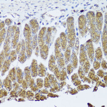 NTRK1 / TrkA Antibody - Immunohistochemistry of paraffin-embedded mouse stomach tissue.