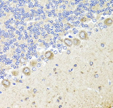 NTRK1 / TrkA Antibody - Immunohistochemistry of paraffin-embedded rat cerebellum tissue.