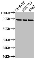 NTRK1 / TrkA Antibody - Positive Western Blot detected in SH-SY5Y whole cell lysate, NIH/3T3 whole cell lysate, K562 whole cell lysate. All lanes: NTRK1 antibody at 2.7 µg/ml Secondary Goat polyclonal to rabbit IgG at 1/50000 dilution. Predicted band size: 88, 87, 84, 78 KDa. Observed band size: 88 KDa