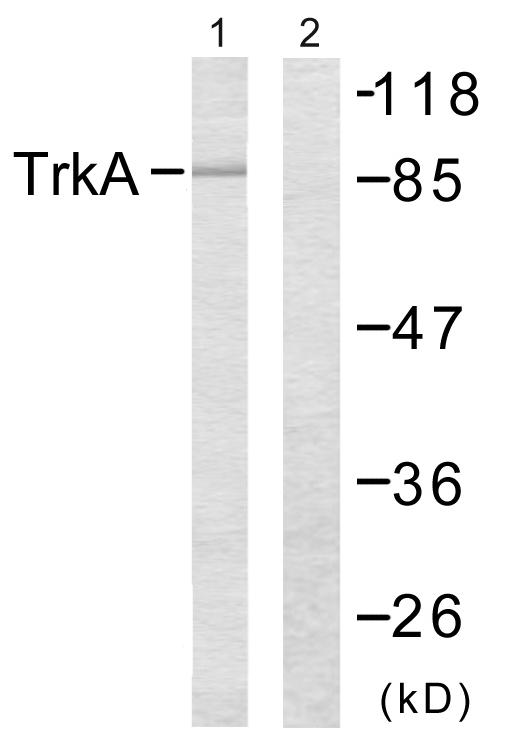 NTRK1 / TrkA Antibody - Western blot analysis of extracts from Jurkat cells, using Trk A (Ab-496) antibody.