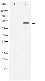 NTRK1 / TrkA Antibody - Western blot analysis of Trk A phosphorylation expression in starved treated Jurkat whole cells lysates. The lane on the left is treated with the antigen-specific peptide.