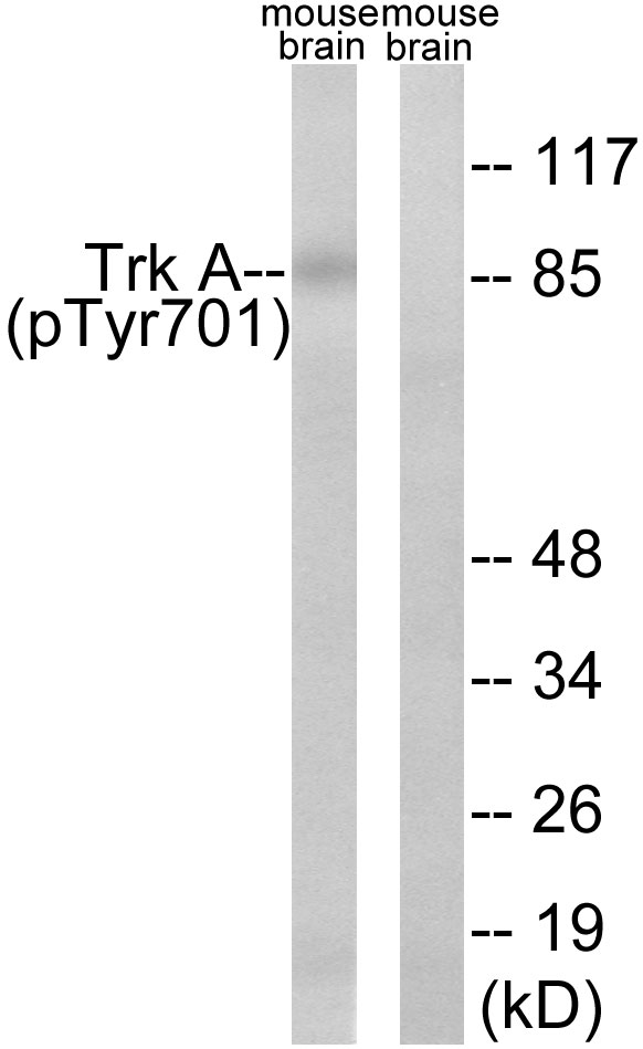 NTRK1 / TrkA Antibody - Western blot analysis of lysates from mouse brain, using Trk A (Phospho-Tyr701) Antibody. The lane on the right is blocked with the phospho peptide.
