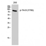 NTRK2 / TRKB Antibody - Western blot of Phospho-Trk B (Y706) antibody