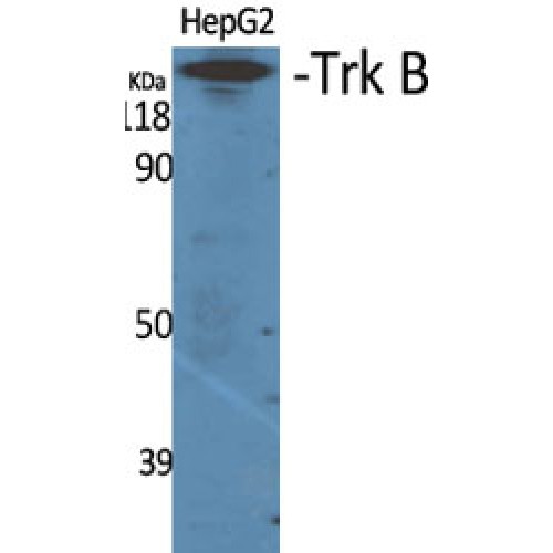NTRK2 / TRKB Antibody - Western blot of Trk B antibody