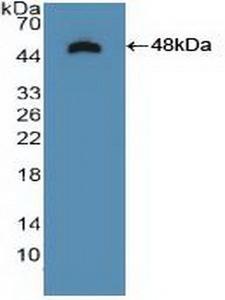 NTRK2 / TRKB Antibody - Western Blot; Sample: Recombinant NTRK2, Human.