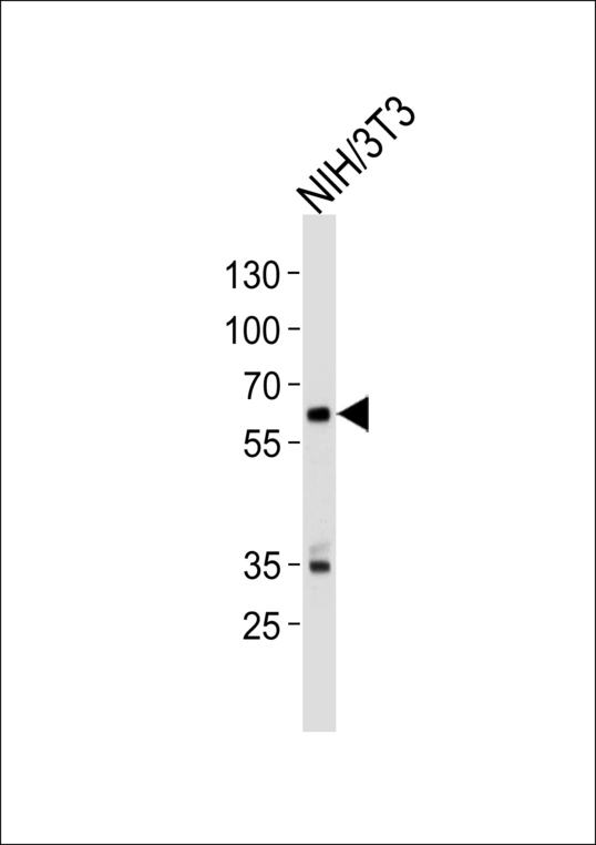 NTRK2 / TRKB Antibody - Western blot of lysate from mouse NIH/3T3 cell line, using Mouse Ntrk2 Antibody. Antibody was diluted at 1:1000 at each lane. A goat anti-rabbit IgG H&L (HRP) at 1:5000 dilution was used as the secondary antibody. Lysate at 35ug per lane.
