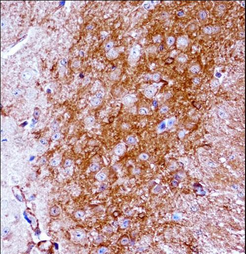 NTRK2 / TRKB Antibody - Mouse Ntrk2 Antibody immunohistochemistry of formalin-fixed and paraffin-embedded mouse brain tissue followed by peroxidase-conjugated secondary antibody and DAB staining.