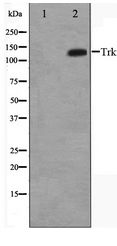 NTRK2 / TRKB Antibody - Western blot of Trk B expression in HepG2 whole cell lysates,The lane on the left is treated with the antigen-specific peptide.