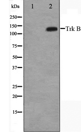 NTRK2 / TRKB Antibody - Western blot analysis of Trk B expression in HepG2 whole cells lysates. The lane on the left is treated with the antigen-specific peptide.