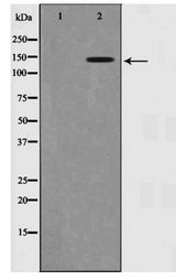 NTRK2 / TRKB Antibody - Western blot of Trk B phosphorylation expression in NIH-3T3 whole cell lysates,The lane on the left is treated with the antigen-specific peptide.