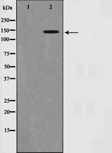NTRK2 / TRKB Antibody - Western blot analysis of Trk B phosphorylation expression in NIH-3T3 whole cells lysates. The lane on the left is treated with the antigen-specific peptide.