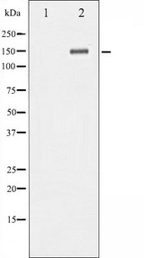NTRK2 / TRKB Antibody - Western blot analysis of Trk B phosphorylation expression in mouse kidney tissue lysates. The lane on the left is treated with the antigen-specific peptide.