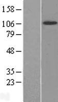 NTRK2 / TRKB Protein - Western validation with an anti-DDK antibody * L: Control HEK293 lysate R: Over-expression lysate