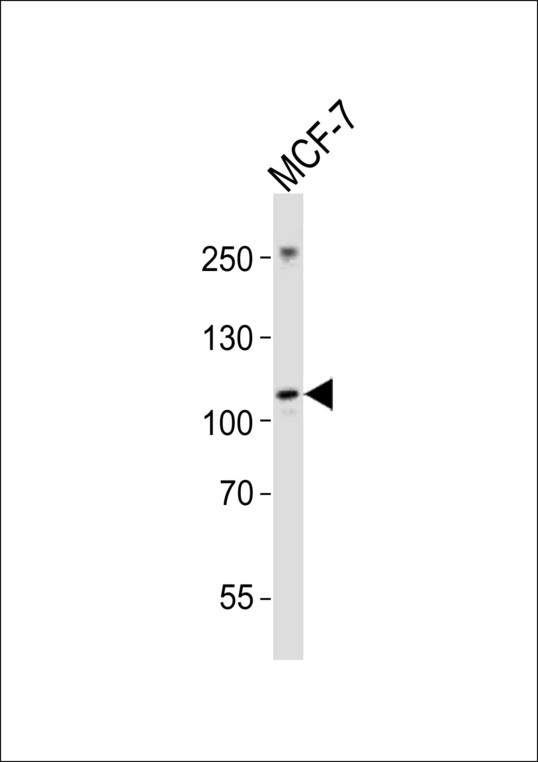 NTRK3 / TRKC Antibody - Western blot of lysate from MCF-7 cell line, using NTRK3 antibody diluted at 1:1000. A goat anti-rabbit IgG H&L (HRP) at 1:10000 dilution was used as the secondary antibody. Lysate at 20 ug.