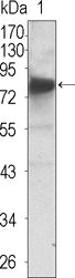 NTRK3 / TRKC Antibody - TrkC Antibody in Western Blot (WB)