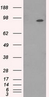 NTRK3 / TRKC Antibody - HEK293T cells were transfected with the pCMV6-ENTRY control (Left lane) or pCMV6-ENTRY NTRK3 (Right lane) cDNA for 48 hrs and lysed. Equivalent amounts of cell lysates (5 ug per lane) were separated by SDS-PAGE and immunoblotted with anti-NTRK3.