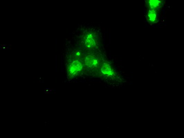 NTRK3 / TRKC Antibody - Anti-NTRK3 mouse monoclonal antibody  immunofluorescent staining of COS7 cells transiently transfected by pCMV6-ENTRY NTRK3.