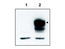 NTRK3 / TRKC Antibody - Anti-TrkCT1 Antibody - Western Blot. Western blot of affinity purified anti-TrkCT1 to detect over-expressed TrkCT1 in HEK293 cells (Lane 2, arrowhead). Lane 1 is a non-transfected control. Cell extracts were resolved by electrophoresis and transferred to nitrocellulose. The membrane was probed with the primary antibody at a 1:3000 dilution. Personal Communication, V. Coppola, CCR-NCI, Frederick, MD.