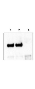 NTRK3 / TRKC Antibody - Anti-TrkCT1 Antibody - Immunoprecipitation/Western Blot. Mouse cortex lysate was immunoprecipitated with anti-TrkCT1 antibody and further blotted with affinity purified anti-TrkCT1. Lane 1 is wild-type cortex lysate, Lane 2 is Tamalin knock-out cortex lysate, and Lane 3 is TrkCT1 knock-out cortex lysate. The membrane was probed with the primary antibody at a 1:6000 dilution. Personal Communication, V. Coppola, CCR-NCI, Frederick, MD.