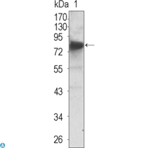 NTRK3 / TRKC Antibody - Western Blot (WB) analysis using Trk C Monoclonal Antibody against extracellular domain of human Trk C (aa32-429).