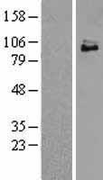 NTRK3 / TRKC Protein - Western validation with an anti-DDK antibody * L: Control HEK293 lysate R: Over-expression lysate