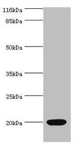 NTS / NT / Neurotensin Antibody - Western blot All lanes: Neurotensin/neuromedin N antibody at 2µg/ml + Mouse small intestine tissue Secondary Goat polyclonal to rabbit IgG at 1/10000 dilution Predicted band size: 20 kDa Observed band size: 20 kDa